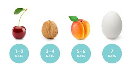 These images  show the average size of a newborn’s stomach and how much milk it can hold